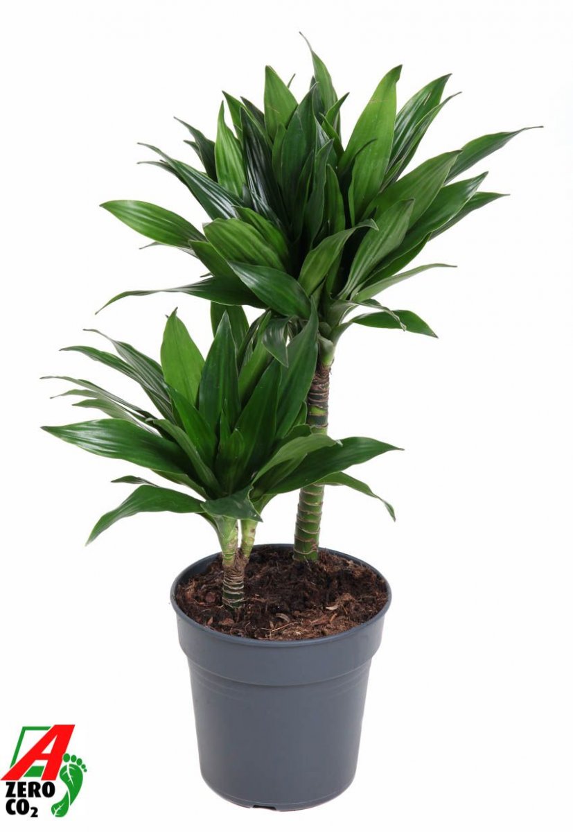 Драцена душистая (Фрагранс) Green Jewel H70