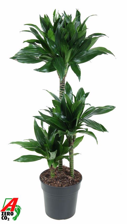 Драцена душистая (Фрагранс) Green Jewel H110