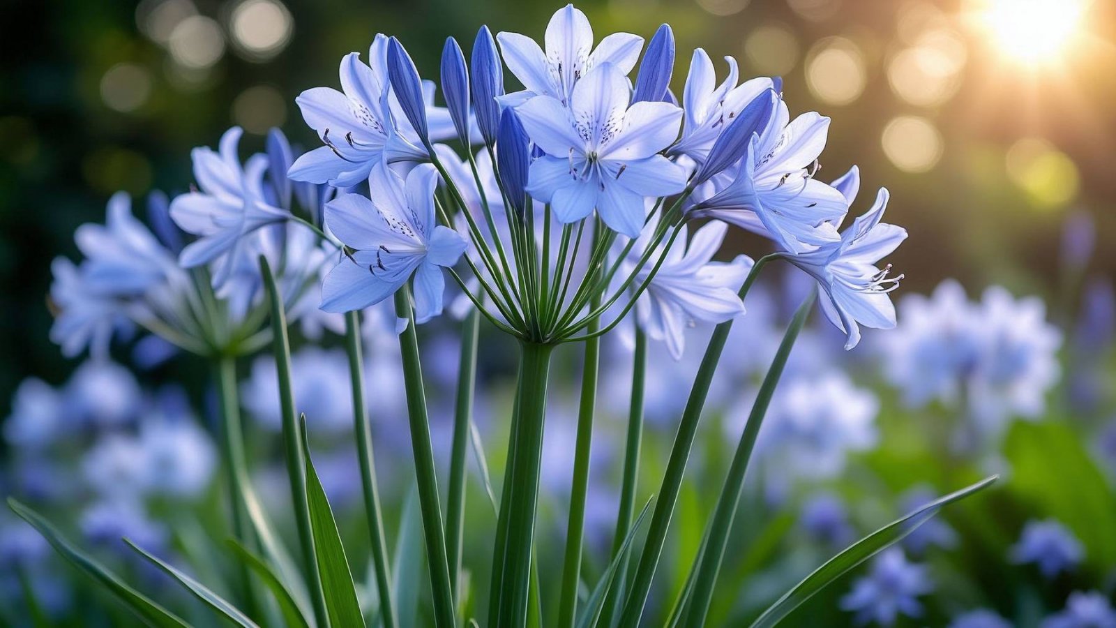 Агапантус (Agapanthus, Liliaceae) Фото