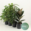 Фикус Микс D17 H50 в интернет-магазине Greentrend.ru