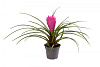 Тилландсия Cyanea Pink в интернет-магазине Greentrend.ru