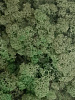 Мох олений (Ягель) зелёный (площадь ≈ 0,45 м²) в интернет-магазине Greentrend.ru