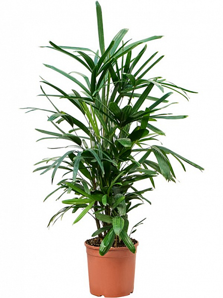 Рапис высокий (Экселза) D65 H100 в интернет-магазине Зелёная тенденция Рапис высокий (Экселза) D65 H100 в интернет-магазине Greentrend.ru