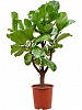 Фикус лировидный (Лирата) D45 H120 в интернет-магазине Greentrend.ru