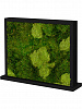Перегородка МДФ со мхом двусторонняя 30% ball moss natural and 70% flat moss в интернет-магазине Greentrend.ru