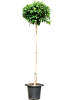 Фикус мелкоплодный Нитида H280 D70 в интернет-магазине Greentrend.ru