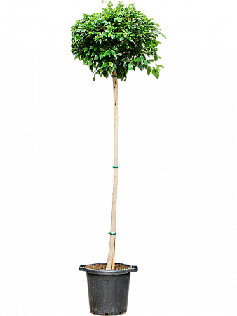 Фикус мелкоплодный Нитида H280 D70 в интернет-магазине Greentrend.ru