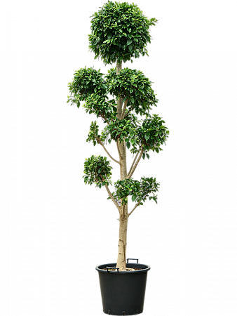 Фикус мелкоплодный Нитида H300 D100 в интернет-магазине Greentrend.ru
