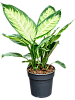 Диффенбахия Тропическая Марианна H55 D30 в интернет-магазине Greentrend.ru