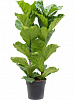 Фикус лировидный (Лирата) D30 H110 в интернет-магазине Greentrend.ru