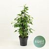 Фикус Бенджамина Анастасия пирамида D17 H60 в интернет-магазине Greentrend.ru