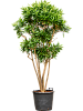 Драцена отогнутая (Рефлекса) H260 D120 в интернет-магазине Greentrend.ru
