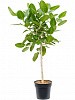 Фикус Бенгальский Одри D30 H130 в интернет-магазине Greentrend.ru