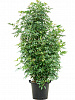 Шеффлера древовидная Компакта D100 H200-220 в интернет-магазине Greentrend.ru