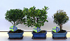 Бонсай микс уличный H30 в интернет-магазине Greentrend.ru