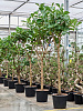 Фикус лировидный (Лирата) D90 H325 в интернет-магазине Greentrend.ru