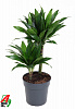 Драцена душистая (Фрагранс) Green Jewel H70 в интернет-магазине Greentrend.ru