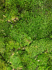 Мох Flat moss Forest green Ca. 2.5 m² bulk в интернет-магазине Greentrend.ru
