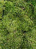Мох Hairmoss Forest green 4 windowbox = ca. 0,64 m² в интернет-магазине Greentrend.ru