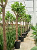 Фикус лировидный (Лирата) H350 D80 в интернет-магазине Greentrend.ru