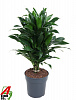 Драцена душистая (Фрагранс) Green Jewel H70 в интернет-магазине Greentrend.ru