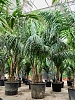 Ховея (Кентия) Форстера H400 D260 в интернет-магазине Greentrend.ru