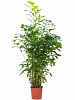 Кариота митис D100 H190 в интернет-магазине Greentrend.ru