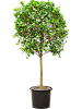Фикус микрокарпа Мокламе H210 D90 в интернет-магазине Greentrend.ru
