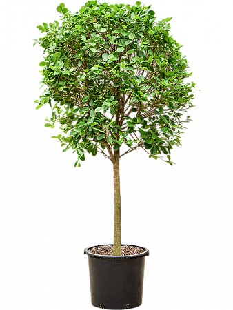 Фикус микрокарпа Мокламе H210 D90 в интернет-магазине Greentrend.ru