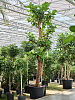 Фикус лировидный (Лирата) H400 D135 в интернет-магазине Greentrend.ru
