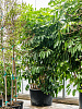 Шеффлера лучелистная Амате D225 H375 в интернет-магазине Greentrend.ru