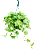 Сциндапсус (Эпипремнум) Ауреум H35 D25 в интернет-магазине Greentrend.ru