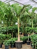 Королевская пальма (Архонтофеникс Александры) H375 D250 в интернет-магазине Greentrend.ru