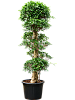 Фикус мелкоплодный Нитида H200 D100 в интернет-магазине Greentrend.ru