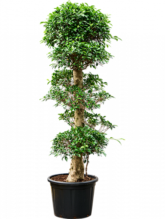 Фикус мелкоплодный Нитида H200 D100 в интернет-магазине Greentrend.ru