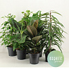 Фикусы микс H55 в интернет-магазине Greentrend.ru
