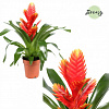 Фризея Intenso Peach Orange в интернет-магазине Greentrend.ru