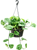 Сциндапсус (Эпипремнум) Манджула H35 D25 в интернет-магазине Greentrend.ru