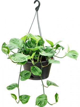 Сциндапсус (Эпипремнум) Манджула H35 D25 в интернет-магазине Greentrend.ru