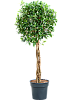 Фикус мелкоплодный Нитида H150 D55 в интернет-магазине Greentrend.ru