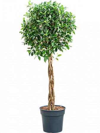 Фикус мелкоплодный Нитида H150 D55 в интернет-магазине Greentrend.ru