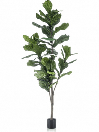 Фикус лировидный (Лирата) разветвлённый искусственный в интернет-магазине Greentrend.ru