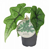 Алоказия Жаклин H10 в интернет-магазине Greentrend.ru