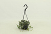 Церопегия Вуда D10 H15 в интернет-магазине Greentrend.ru