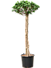 Фикус микрокарпа Компакта H220 D85 в интернет-магазине Greentrend.ru