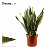 Сансевиерия трехцветная Futura Superba H50 в интернет-магазине Greentrend.ru