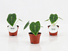 Алоказия Фридек H10 в интернет-магазине Greentrend.ru