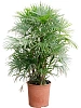 Рапис многорассеченный (Мультифида) H120 D80 в интернет-магазине Greentrend.ru