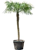 Финик Робелини (финиковая пальма) H300 D175 в интернет-магазине Greentrend.ru