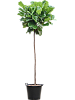 Фикус лировидный (Лирата) H300 D85 в интернет-магазине Greentrend.ru